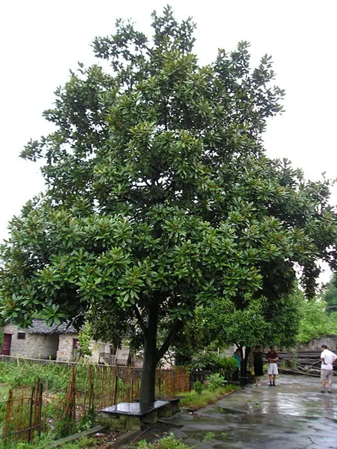 广玉兰图片_植物图片素材-花瓣网