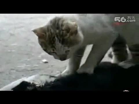 【震惊！一只猫曾感动了亿万人！！】在土耳...