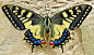 butterfly-1228639_960_720