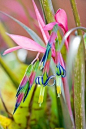 PicsVisit: Bromeliad