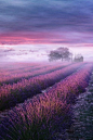 法國，普羅旺斯。 <a class="text-meta meta-tag" href="/search/?q=美景">#美景#</a>