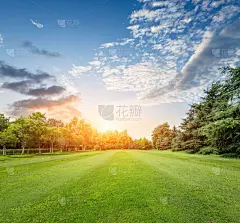 草,绿色,田地,天空,草坪,夏天,明亮,地平面,草地