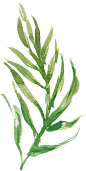@冒险家的旅程か★
png植物 绿叶png椰子树树叶png 橡胶树 海边沙滩植物素材 树叶png 叶子png 芭蕉叶 香蕉树  png透明背景素材 树枝 绿植 绿色png 装饰素材 一片叶子 小清新素材