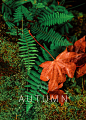Autumn projects | Behance 上的照片、视频、徽标、插图和品牌