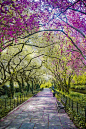 Conservatory Garden in Central Park, NYC, New York,USA。美国纽约市中央公园。纽约中央公园是一大片田园式的禁猎区，有茂密的树林，湖泊和草坪，甚至还有农场和牧场，是纽约这个繁华大都市的后花园。Conservatory Garden是中央公园内唯一的规则式庭园，占地6英亩(24000平方米）。它得名于1898年到1934年的一个音乐学院，音乐学院被拆除后，Gilmore D. Clarke和Robert Moses进行了花园和景观设计。二战后由Lynden 