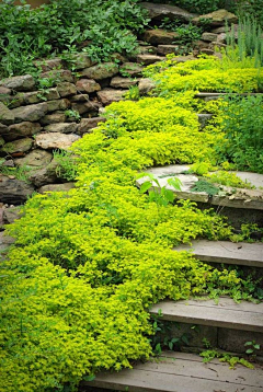 LJY小精怪采集到花田/花园/植物/绿篱