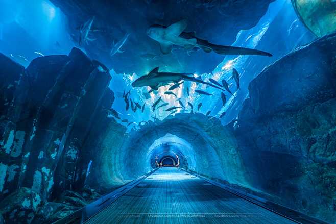 迪拜水族馆隧道