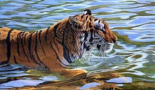 The tiger and water ...