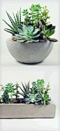 DIY planter                                                                                                                                                                                 More plant / flower / succulent / cactus / garden