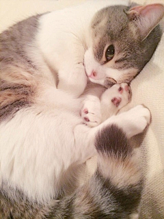 _唧唧采集到猫
