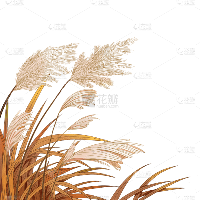 白露节气芦苇