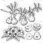 矢量素描梨装饰集。手绘植物图。黑色和白色与线条艺术孤立在白色背景。水果图纸。复古风格的元素。