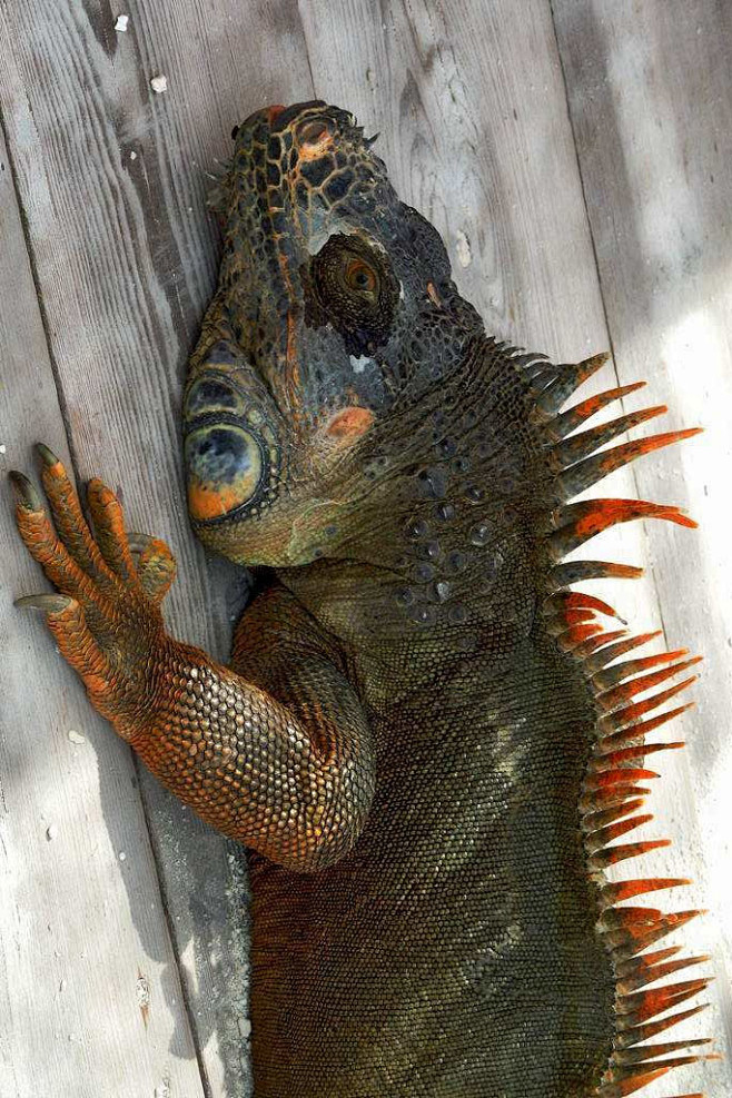 蜥蜴目鬣蜥科鬣蜥属红鬣蜥