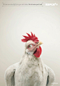 RSPCA: Chicken | Ads of the World™