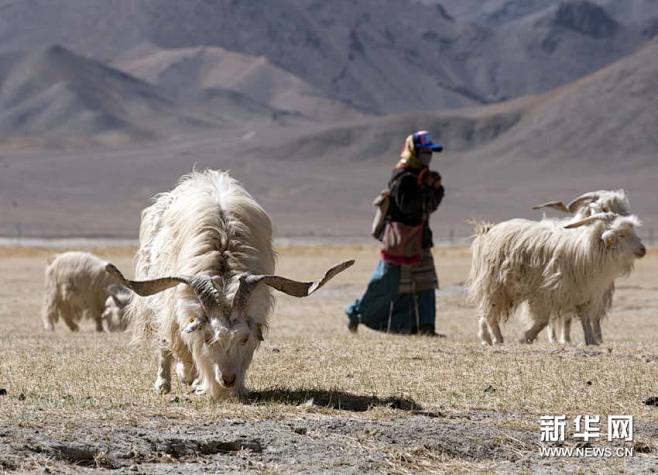 西藏阿里打造中国最大的山羊绒基地_图片频...