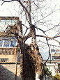 在去扬州八怪纪念馆的小巷子里,非常不起眼的一棵老槐树,但是是＂南柯一梦＂这句成语的由来,就是靠着这棵老槐树一梦的.,柒久久