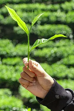 新鲜的茶叶上有一个女孩的手与茶树种植园的背景