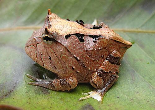 {大自然}实拍两栖动物（蛙、大鲵、吻蚓、...