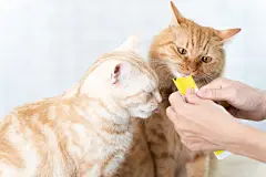 点击来源直接获取大图文件 |可爱的猫舔着猫零食