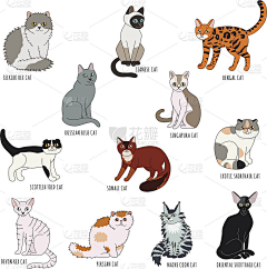 陌生的一切采集到猫