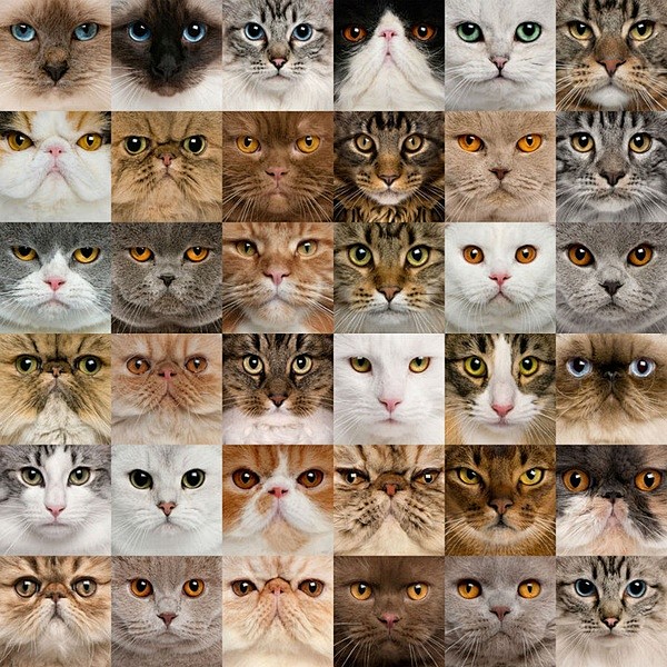 猫咪脸谱