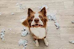 点击来源直接获取大图文件 |Border collie dog destroying a pillow on living romm with guilty expression. separation anxiety disorder concept
