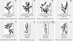 黑白手绘线稿图复古植物树叶种子包装印刷AI矢量设计素材ai194-淘宝网