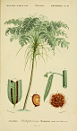 Trichopteris excelsa （桫椤科桫椤属，蕨类植物） 作者：D'Orbigny 时间：1847-1849 版本：《Dictionnaire universel d’histoire naturelle. v.3》