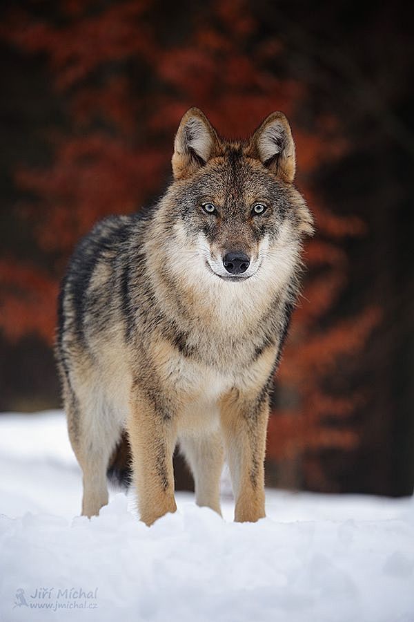 世界上最稀有的狼图片