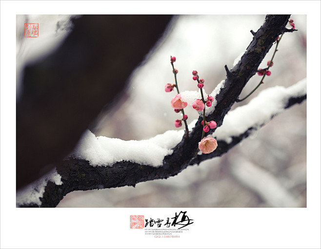 踏雪寻梅
