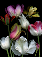 #摄影#  #郁金香#  #微距#
Фото Разноцветные тюльпаны на черном фоне