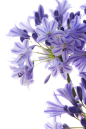 免扣+植物