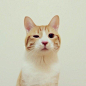 小麦こむぎ是一只被遗弃在公园的小猫咪，现在的主人将它带回家精心照料，它圆圆的眼睛太过治愈，在网络上人气颇高！它的写真书こむぎねこ最近也出版了，真是只幸福的喵星人！INS ID：tomochunba