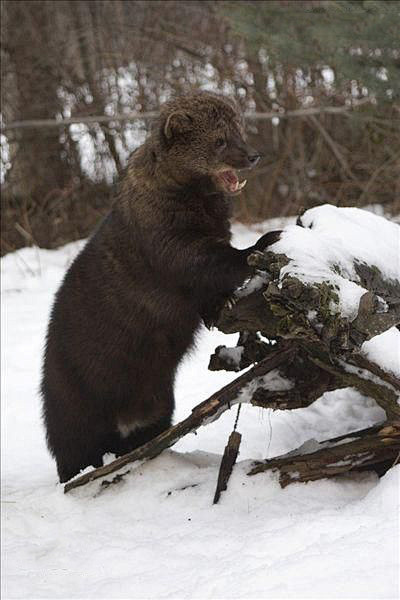 食肉目鼬科貂属渔貂