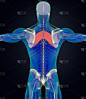 解剖学的肌肉的身体。菱形的专业。人体x光扫描。3 d演示。
