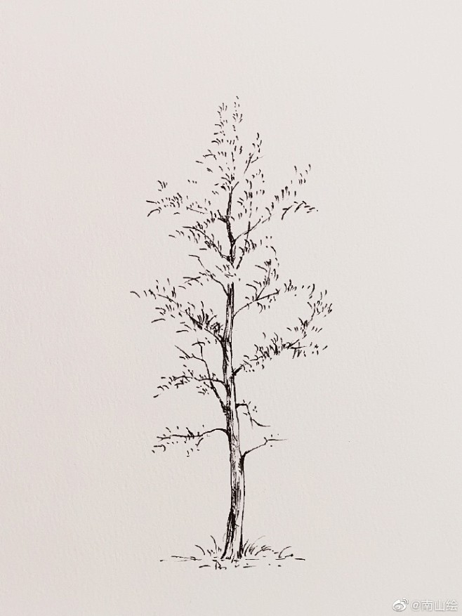 钢笔线稿——大树 ​（作者：南山绘   ...
