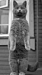 gray cat standing