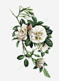 花朵白色植物手绘高清素材 植物 白色 花朵 免抠png 设计图片 免费下载