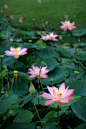 亚洲睡莲,粉色,莲花湖,垂直画幅,美,荷花,枝繁叶茂,睡莲,无人,符号
