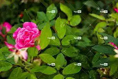 花 玫瑰 花壁纸 树叶 开花 花卉背景 美丽的花朵 秋天 玫瑰花