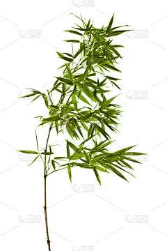 竹孤立在白色的背景