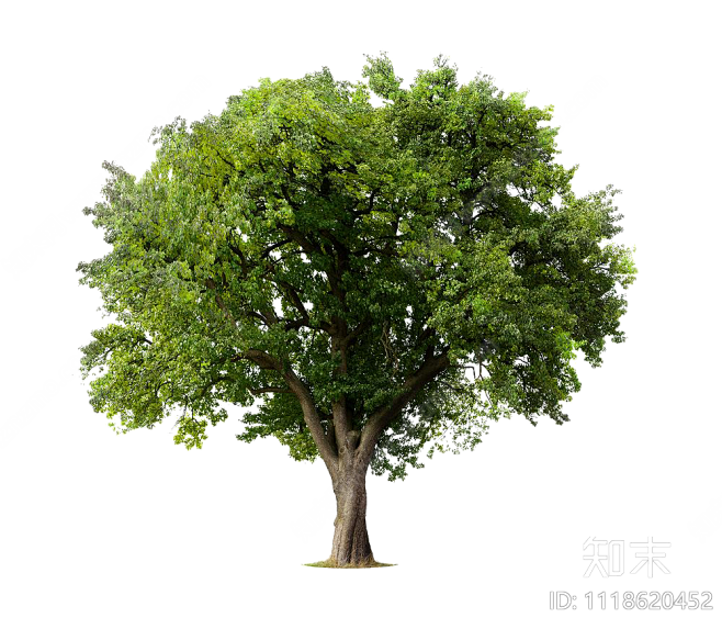 景观节点常用png乔木免抠贴图下载【ID:1118620452】_【知末网贴图库】
