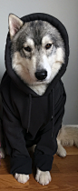 My Handsome Boy Whines Until I Put His Hoodie On Him : The Internet's visual storytelling community. Explore, share, and discuss the best visual stories the Internet has to offer.