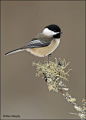 Chickadee - Another favorite bird that visits my feeders every day.
