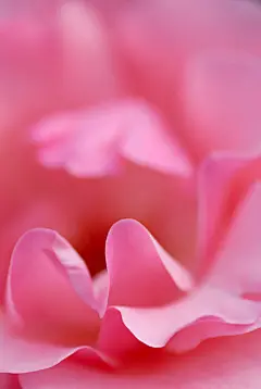 美丽鲜花背景图片