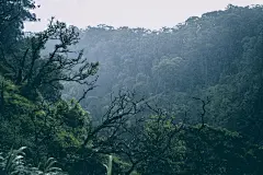 森林高清摄影素材