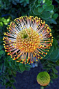 Pincushion protea (Leucospermum cordifolium), at Monte Palace Tropical Garden, Monte, Funchal, #Madeira Island. Photo by Virgilio Silva