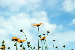 花园里的花合拢了。屏幕保护程序、桌面壁纸