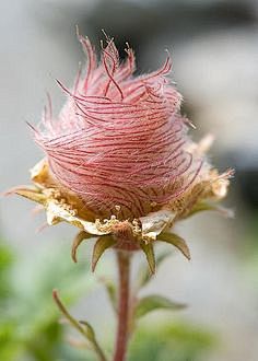 Wood avens, also kno...