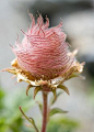 Wood avens, also known as herb Bennet, colewort, and St. Benedict's herb, is a member of the rose family.